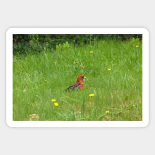 Crimson Rosella Collecting Dandelion Sticker